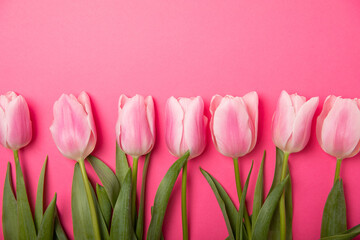 Pink tulips on a pink background.Top view. Spring bouquet.Holiday concept.Women's day, Valentine's day,Easter, birthday.Copy space.