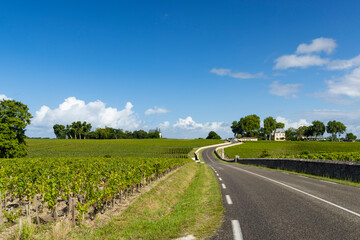Fototapeta na wymiar Typical vineyards near Chateau Pichon Longueville Comtesse de Lalande, Bordeaux, Aquitaine, France
