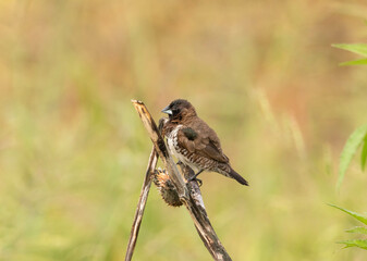 Bronze mannikin or bronze munia sitting on a branch