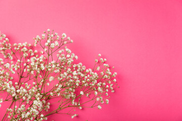 Delicate blooming gypsophila flower on pink paper.background.copy space. Place for text. Spring Flower. View from above