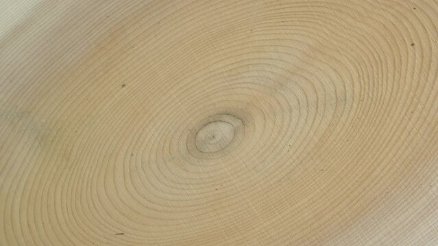 Wooden circle stump trunk background from top. Saw cross section cut tree wood rotation.