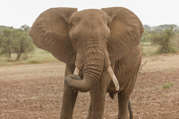 Fototapeta na wymiar elephant on the savannah in Amboselli