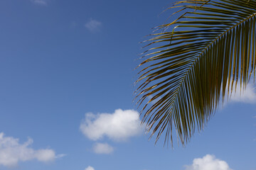 Palm leaf closeup on the blue sky background. Summer holidays concept. 
