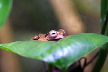 frog on a leaf
