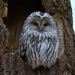 Ural owl