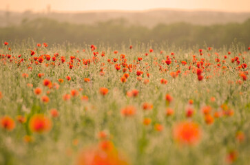 Fototapeta na wymiar poppies in the field 