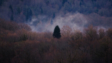 fog in the mountains
