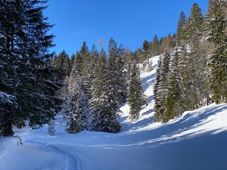 Picturesque canopies of alpine trees in a typical winter atmosphere after heavy snowfall over the Obertoggenburg alpine valley and in the Swiss Alps - Alt St. Johann, Switzerland (Schweiz)