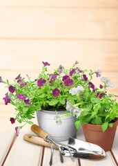 Flower bush plant on wooden floor