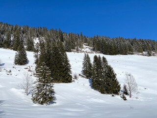 Picturesque canopies of alpine trees in a typical winter atmosphere after heavy snowfall over the Obertoggenburg alpine valley and in the Swiss Alps - Alt St. Johann, Switzerland (Schweiz)