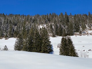Picturesque canopies of alpine trees in a typical winter atmosphere after heavy snowfall over the Obertoggenburg alpine valley and in the Swiss Alps - Alt St. Johann, Switzerland (Schweiz)