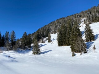 Picturesque canopies of alpine trees in a typical winter atmosphere after heavy snowfall over the Obertoggenburg alpine valley and in the Swiss Alps - Alt St. Johann, Switzerland (Schweiz)