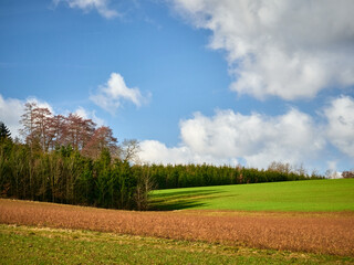 Field with dry and green grass and blue sky with clouds