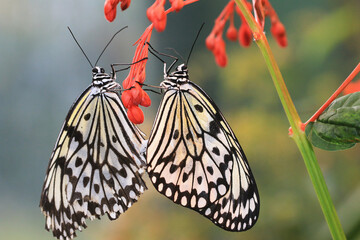 Large Tree Nymphs(Paper Kite,Rice Paper) butterfly and Scarlet Glorybower(Paniculate Glorybower) flowers,two butterflies mating on the red flowers in the garden