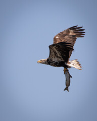 Bald eagle fishing on reelfoot lake state park in Tennessee
