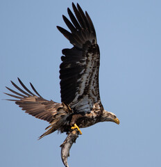 Bald eagle fishing on reelfoot lake state park in Tennessee