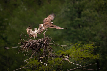 Osprey fishing on Reelfoot lake in Tennessee during the summer