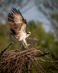 Osprey fishing on Reelfoot lake in Tennessee during the summer