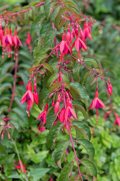 Fuchsia magellanica is a fuchsia with bell-shaped fuchsia flowers and a green background