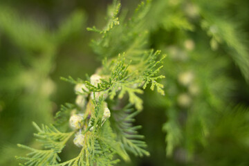 Cypress branch with blue green seeds close up. Bald Cypress tree seeds pods. Fragment of decorative evergreen conifer tree Cypress with seeds.Very popular for landscaping design and gardening.