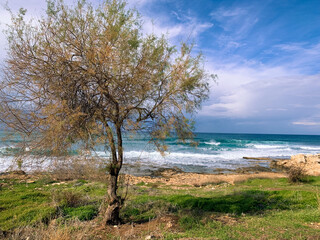 Fototapeta na wymiar Lonely tree by the sea coast 