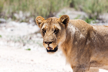 Naklejka premium lion looks in the savannah
