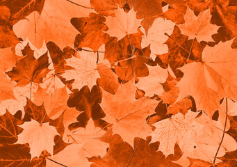 Monochrome pattern in orange-brown tones. Seamless background of autumn maple leaves.