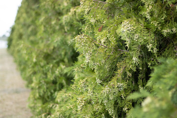 Live hedge from Thuja western Smaragd, landscape design, labyrinth in the park