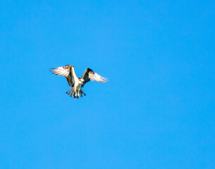 An Osprey Flying with Wings Spread in a Blue Sky Fishing For Dinner over a Recreational Lake