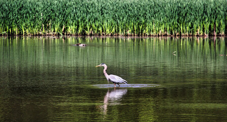 Blue heron fishing at marsh