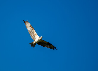 An Osprey Flying with Wings Spread in a Blue Sky Fishing For Dinner over a Recreational Lake