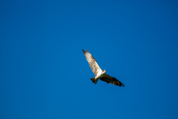 An Osprey Flying with Wings Spread in a Blue Sky Fishing For Dinner over a Recreational Lake