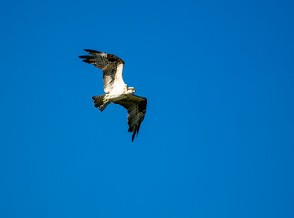 An Osprey Flying with Wings Spread in a Blue Sky Fishing For Dinner over a Recreational Lake