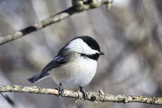 Chikadee perching on a tree branch