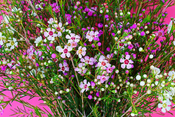 Bouquet of pink and white waxflowers (chamelaucium uncinatum)