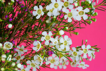 Bouquet of pink and white waxflowers (chamelaucium uncinatum)