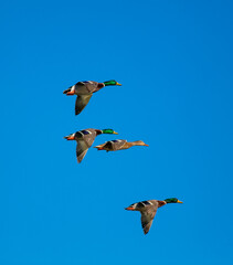 Mallard Ducks in Flight