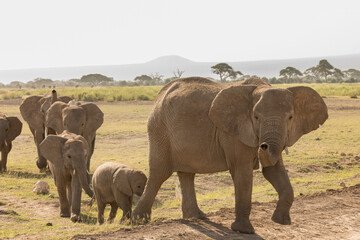 herd of elephants crossing the savannah in Amboselli