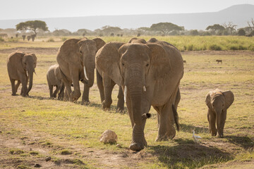 Fototapeta premium herd of elephants crossing the savannah in Amboselli