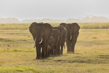 herd of elephants on the savannah in Amboselli
