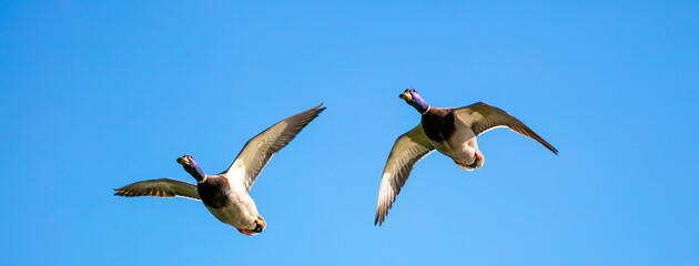 Mallard Ducks in Flight