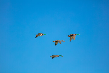 Mallard Ducks in Flight
