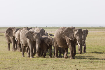 Naklejka na ściany i meble herd of elephants crossing the savannah in Amboselli