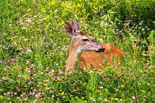 A Deer Sitting In Thick Grass