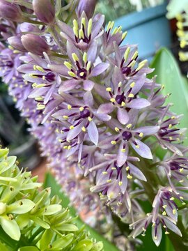 close up of lilac flowers