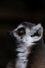 ring tailed lemur