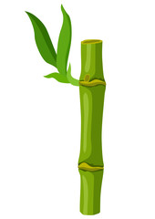 Fototapeta premium Illustration of green bamboo stem and leaves. Decorative exotic plants of tropic jungle.