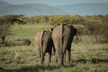 herd of elephants on the savannah in Amboselli
