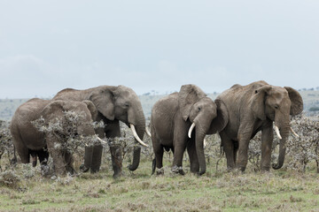 Naklejka na ściany i meble elephants in the acacia trees in the Maasai Mara