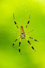 Spider